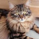 Longhaired Cat Breeds | Purina