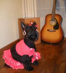 Veterinaria Mofy Pet