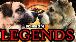 At least not to any degree of certainty over a large population sample. Kangal Vs Alabai Kangal Vs Central Asian Shepherd Battle Of The Legends Billa Boyka Youtube