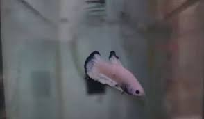Karena kecantikannya tersebut banyak orang yang ingin memiliki ikan cupang. Kenali Ikan Cupang Blue Rim Yang Viral Setelah Jadi Mahar Pernikahan Okezone Lifestyle