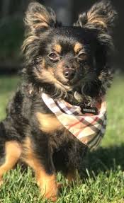 Get a boxer, husky, german shepherd, pug, and more on kijiji, canada's #1 local. Teacup Pomeranian Puppies For Sale Craigslist Teacup Pomeranian