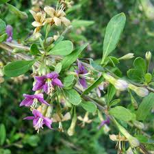 Дереза обыкновенная купить в питомнике Михаила Закатова