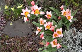 Maybe you would like to learn more about one of these? Plant Spring Blooming Bulbs Along Walkways And Then Avoid Stepping On Them The Seattle Times