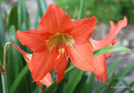 11) planta liliácea de hermosas flores blancas. Flores Del Lirio O Lilium