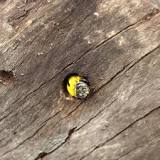 Image result for how to ask for carpenter bee treatment in sale