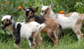Butterfat numbers are also inflated over the average, but nigerian dwarf milk truly is. Nigerian Dwarf Goats History Lifespan Names Size Weight Milk Other Important Facts