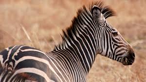 They will stay together even if. Mpala Live Field Guide Plains Zebra Mpalalive