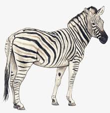 Zebra Clipart Transparent Background Clip Art Free Pencil Sketch Of Zebra Png Image Transparent Png Free Download On Seekpng