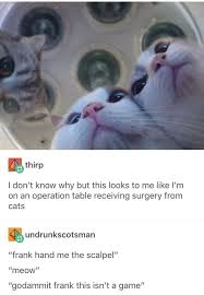 21 Tumblr Posts About Cats That You Just Might Not Have Actually Seen Yet Funny Cat Memes Funny Cats Cat Memes