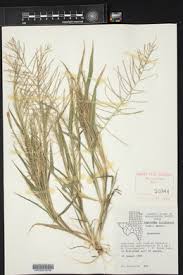 Image result for Leptochloa panicea