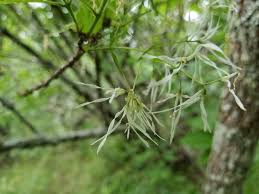 Image result for Chionanthus foveolatus