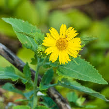 Image result for Verbesina encelioides