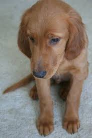 Click on the link below. 43 Ruby Ideas Golden Retriever Dogs Puppies