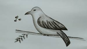 Dan yang tidak boleh terlewatkan adalah elang putih yang warna . Cara Menggambar Burung How To Draw A Bird Youtube