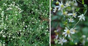 Image result for Anemone transvaalensis