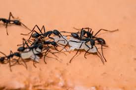 What is small round black bug (little smaller than regular size tick) with solid black hard shell? Army Ant Soldiers Have Massive Bodies But Small Brains Earth Com