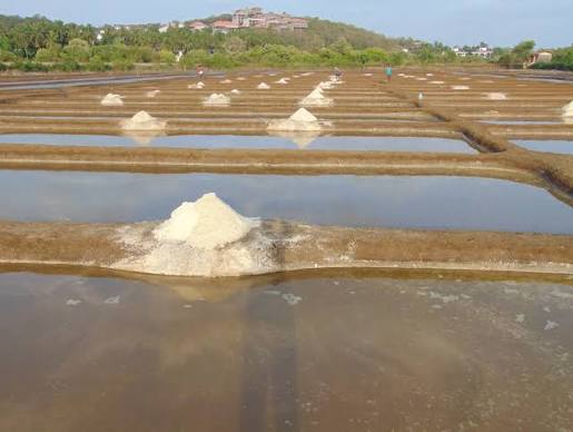 Salt of the earth — Whetstone Magazine