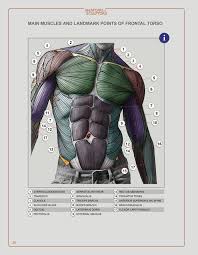 When the muscle contracts, the attachment points are pulled closer together; Store Softcover Pdf Figure Drawing Reference Anatomy Drawing Drawing Reference