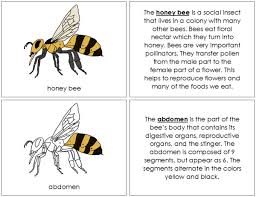 Black And Yellow Black And Yellow Bee Movie Honey Bee Nomenclature Book Bee Bee Book Honey Bee