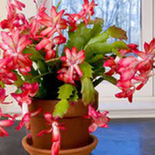 Christmas cacti have hanging branches composed of flat green leaves and rounded teeth. Care Culture Of Christmas Cactus Youtube