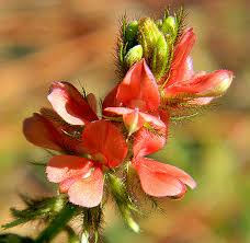 Image result for Indigofera hilaris