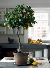 33 Beauty Indoor Plants Decor Ideas For Your Home And Apartment Apartmenttherapy Apartmentliving Ap Plant Decor Indoor Indoor Lemon Tree Best Indoor Plants