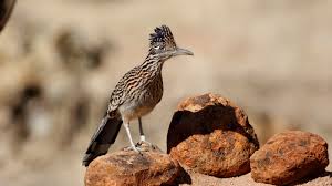 Roadrunner records drives the collision of culture and heavy music. 10 Quick Facts About Roadrunners Mental Floss