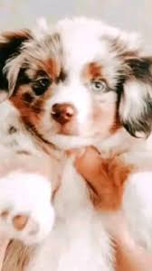 Dog aesthetic · free pngs, stickers, photos, aesthetic backgrounds and wallpapers, vector illustrations and art. Discover Cute Aesthetic Dog Pictures S Popular Videos Tiktok
