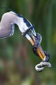 Never Give Up Great Blue Heron With A Catch Bird Got Snake Throat And Then Snake Started Twisting Animal Photography Wildlife Artic Animals Bird Photography