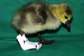 We work to provide the highest level of veterinary care to your pets. Small Animal Clinic Departments Freie Universitat Berlin