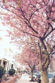 Where To See Cherry Blossoms In The Us Local Adventurer Travel Adventures In Las Vegas World Wide Cherry Blossom Tree Cherry Blossom Tree Garden Blossom Trees