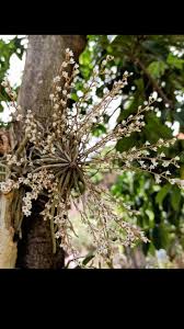 Image result for Diaphananthe stolzii