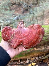 Image result for Ganoderma tsugae
