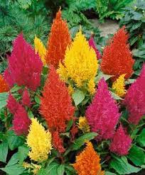 Celosia Century Mix Google Search
