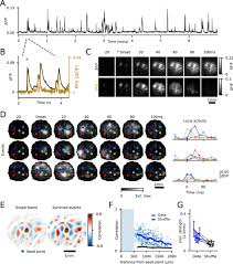 Stereotyped Spatiotemporal Dynamics of Spontaneous Activity in Visual  Cortex Prior to Eye Opening | Journal of Neuroscience