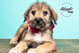 Adoption agencies in ohio, adoption agency, unplanned pregnancy adoption help and ohio's most trusted adoption services. These 15 Adoptable Cincinnati Pets Are Looking Families To Love