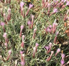 Image result for Daknopholis