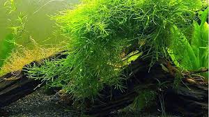 Seperti halnya tumbuhan di darat, tanaman aquascape membutuhkan co2 untuk proses fotosintesis. Jenis Jenis Tanaman Aquascape Yang Tidak Membutuhkan Co2 Dunia Peliharaan