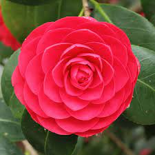 100 Camellia Oil 6 Gif 900 900 Pixels Rare Flowers Camellia Flower Flowers
