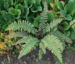 Image result for Polystichum