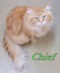 Adopt Chief On Petfinder Tabby Cat Orange Tabby Cats Cats