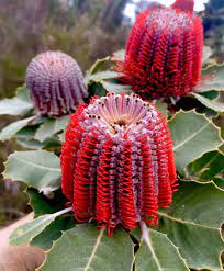 Perhaps The Finest Of All Banksia This Scarlet Gem B Coccinea Is Native To Sw Western Australia Proteaceae Nature Aust Extreme Flowers Flowers Nature