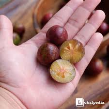 Image result for Flacourtia