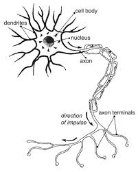 Nerve Cell Diagram Cell Diagram Nerve Cell Neurons