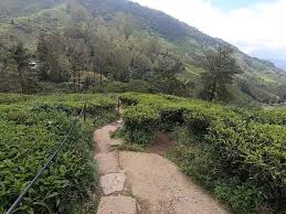 Ladang teh boh sungai palas cameron highland 2019 terbaru! Wan Ameqq Ladang Teh Boh Habu Ringlet Cameron Highlands Facebook