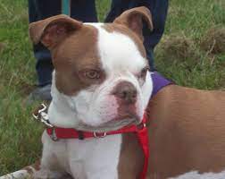 Ready for new home right now. Bangor Area Boston Terriers Home Facebook