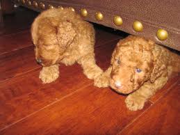 If you are looking for a breeder who can educate you further about the breed and help you find your new family member, you are in the right place. Upcoming Litters