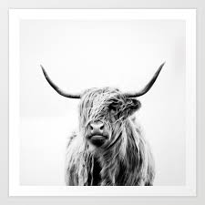 White heart glasses for valentines day party are on his face. Portrait Of A Highland Cow Art Print By Dorit Fuhg Society6