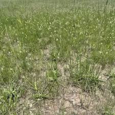 Image result for Megalochlamys revoluta