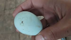 We did not find results for: Ayam Bangkok Disilang Ayam Birma Youtube